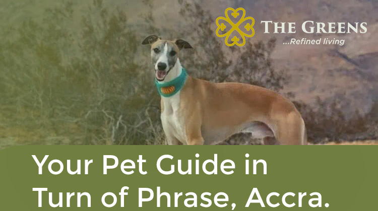 Your Pet Guide in Turn of Phrase, Accra.